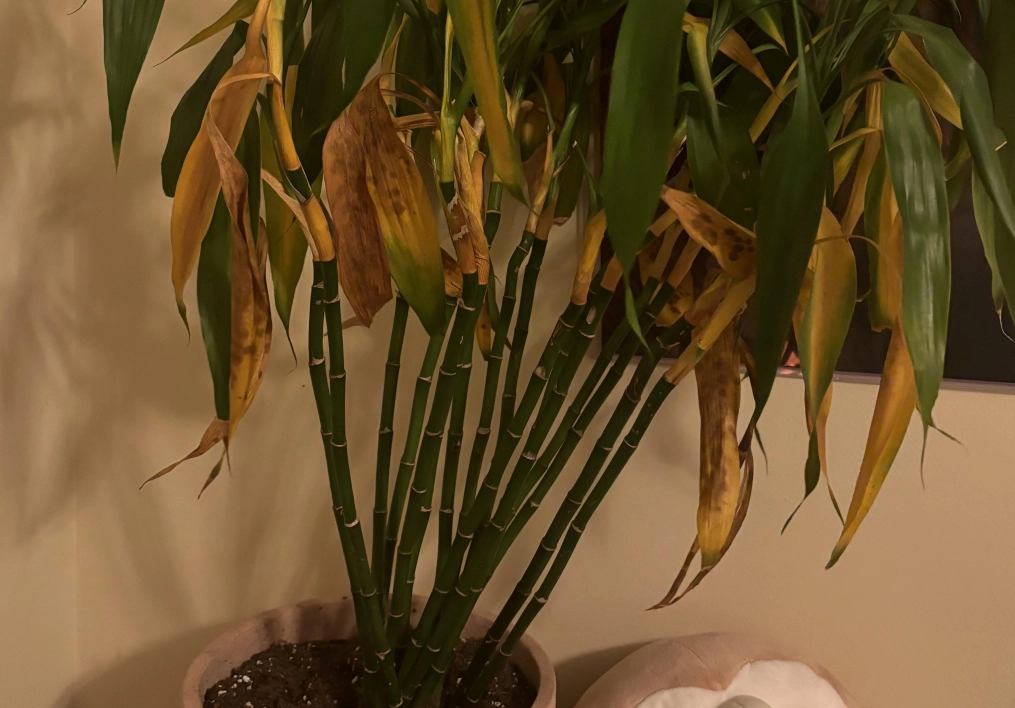 竹葉黃處理 竹葉黃處理