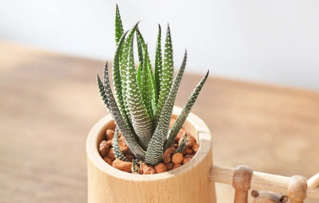 辦公室植物推薦 辦公室植物推薦