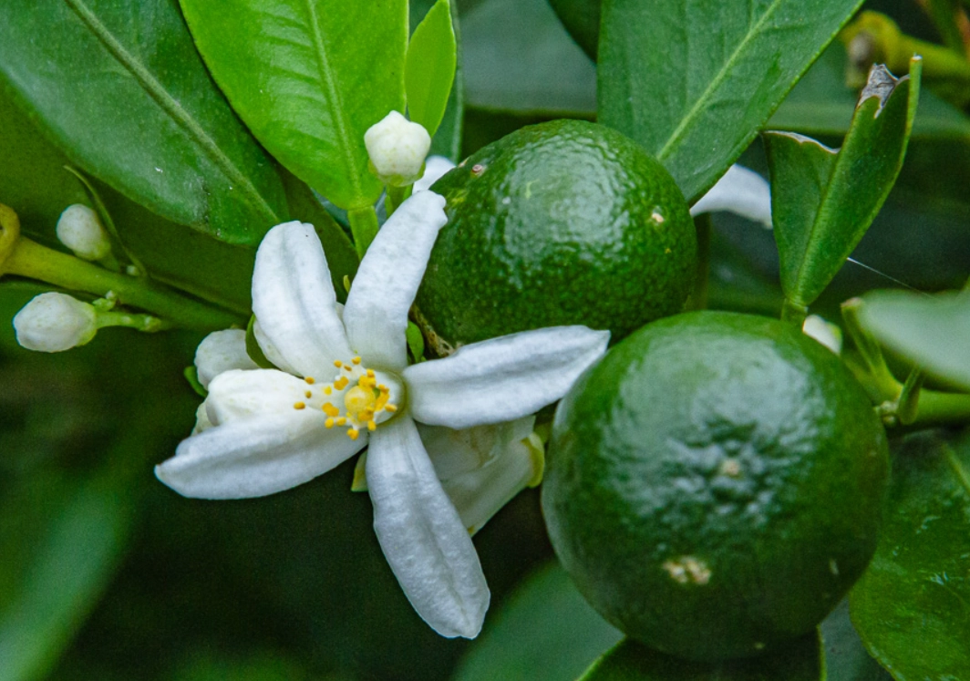 金桔葉用途 金桔葉用途