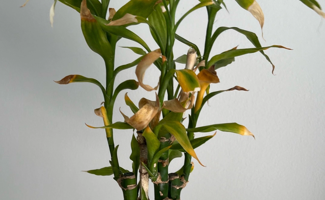 竹子葉子變黃 竹子葉子變黃