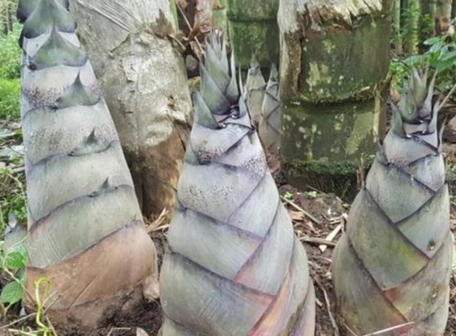 巨龍竹照顧方法