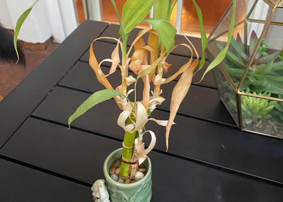 竹子葉子變黃 竹子葉子變黃