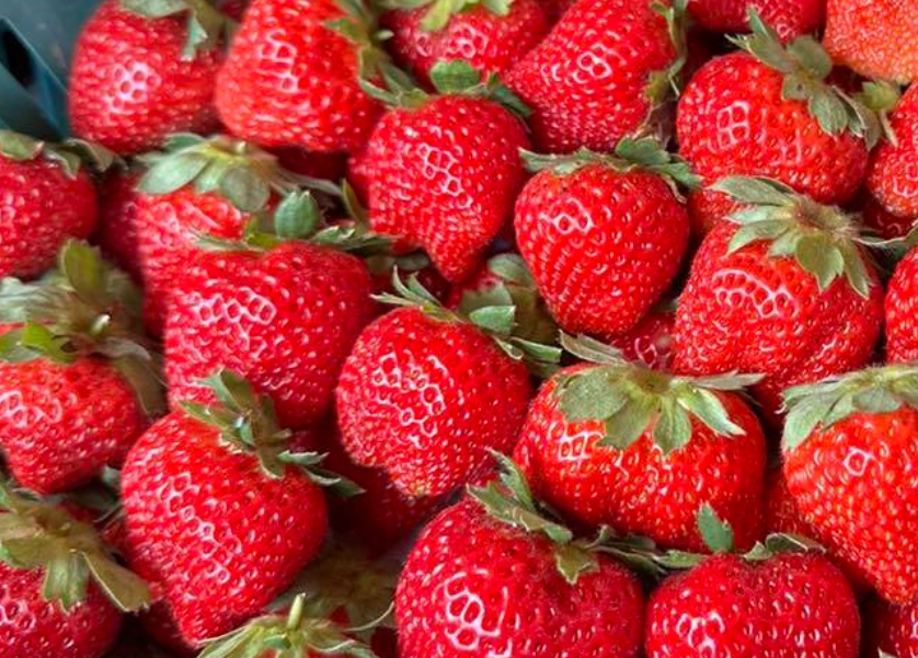 無毒草莓農場 無毒草莓農場