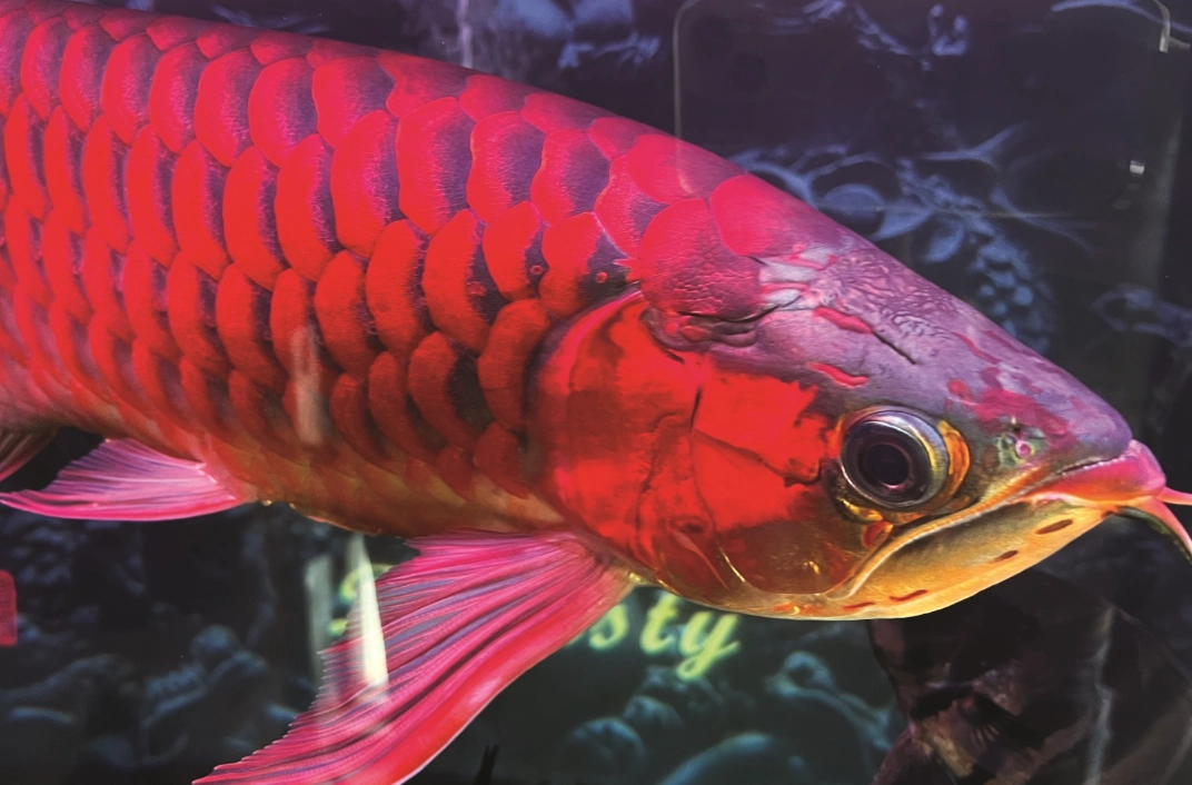 紅龍魚風水意義 紅龍魚風水意義