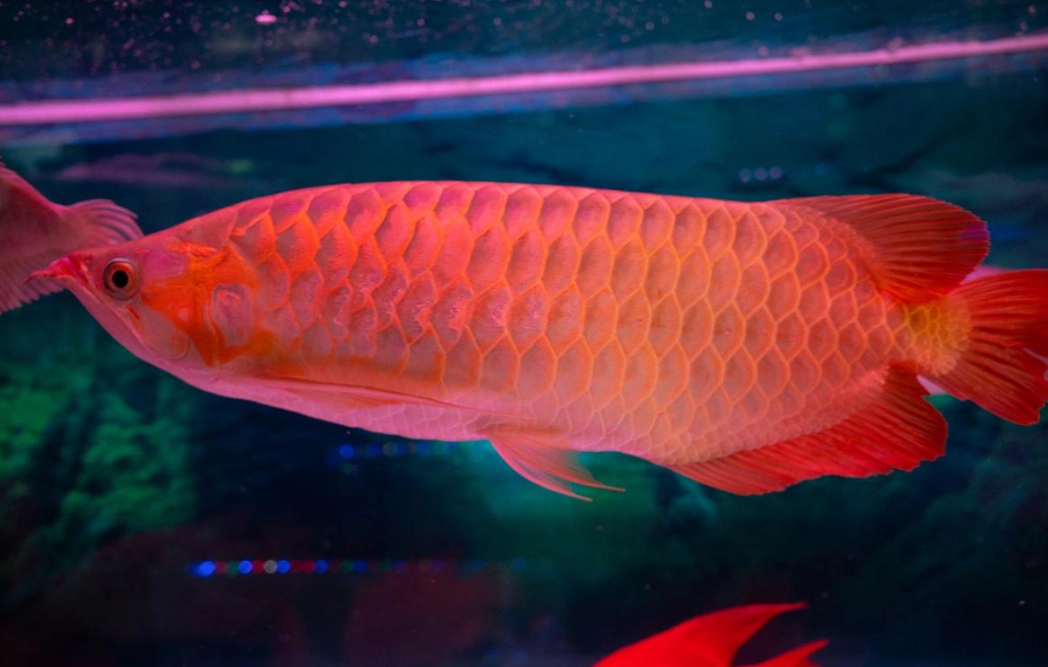 紅龍魚風水意義 紅龍魚風水意義