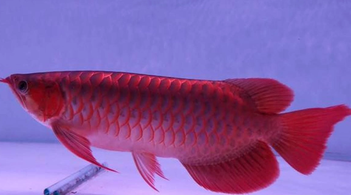 紅龍魚夢境解析 紅龍魚夢境解析