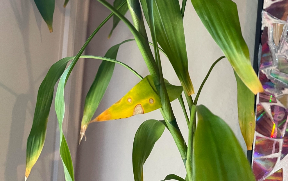 竹子葉子變黃 竹子葉子變黃