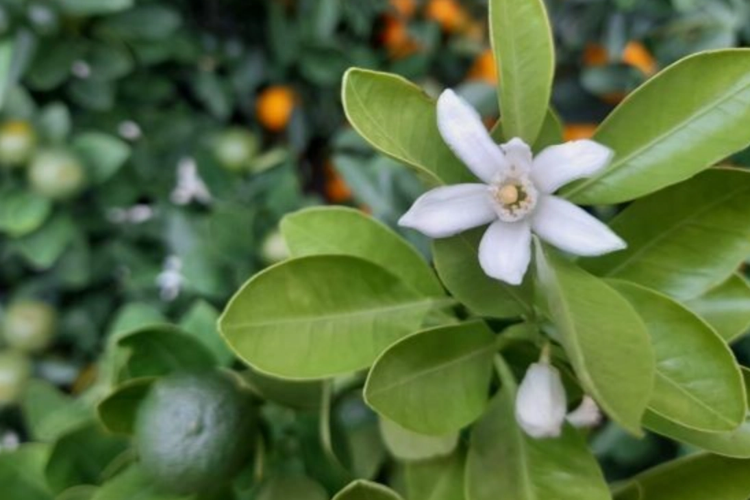 金桔葉茶 金桔葉茶