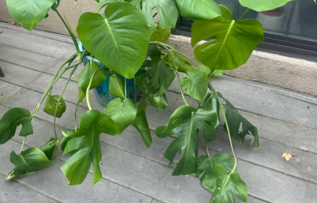 龜背芋養護技巧