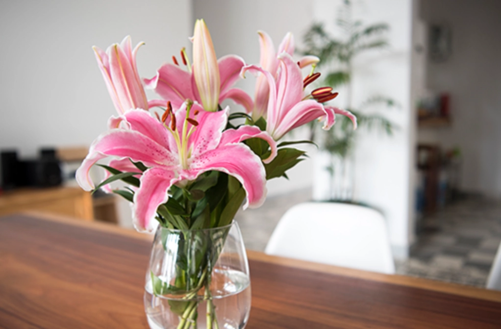 貓咪百合花中毒 貓咪百合花中毒