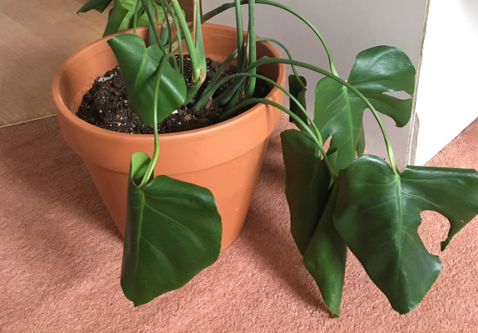 龜背芋養護技巧