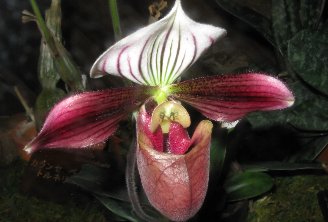 拖鞋蘭果莢種植