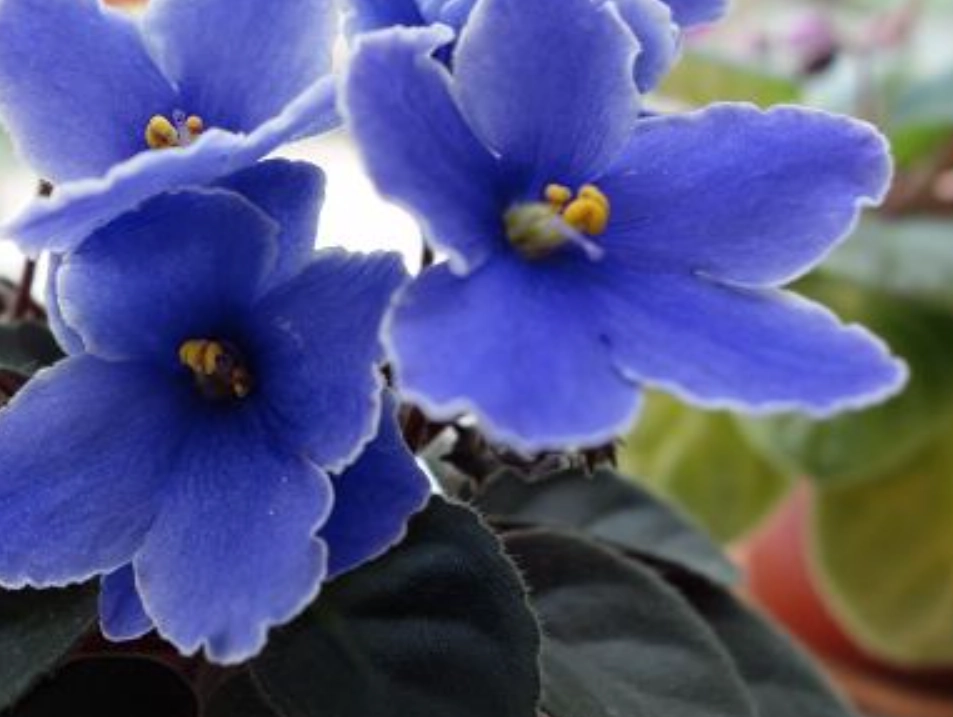 貓咪友善盆栽 貓咪友善盆栽