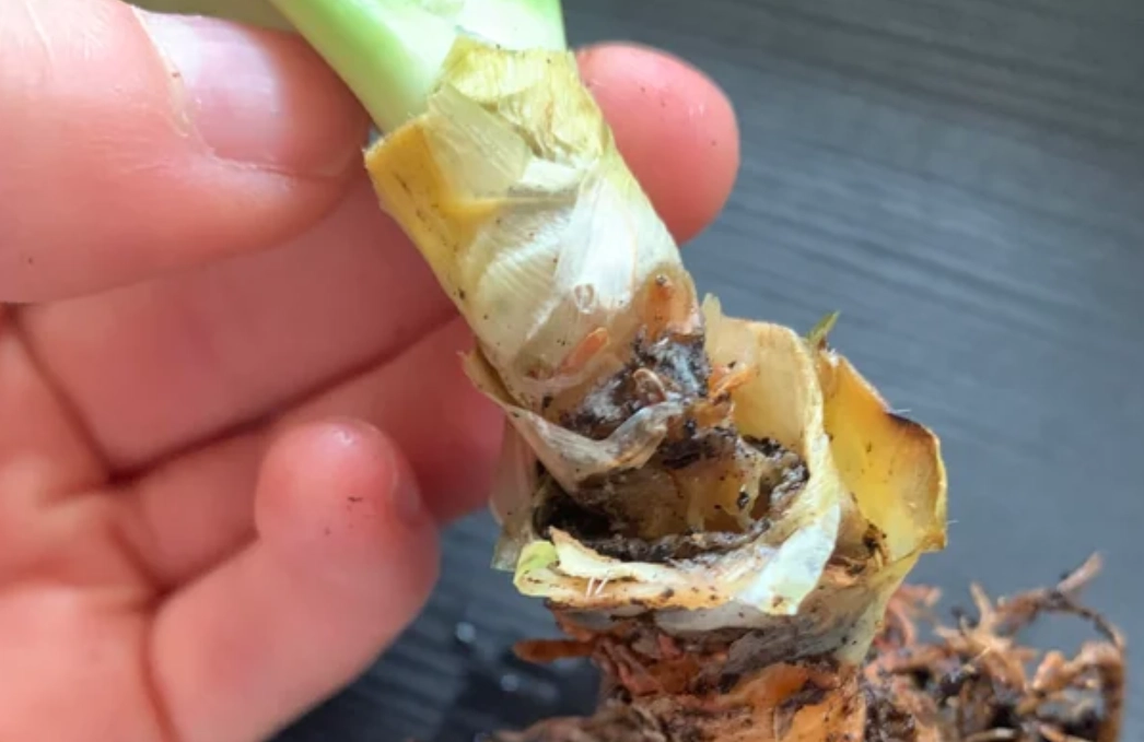 虎尾蘭爛根處理