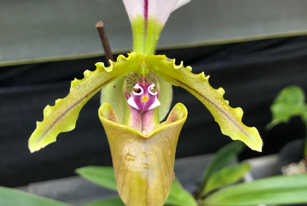 拖鞋蘭澆水 拖鞋蘭澆水