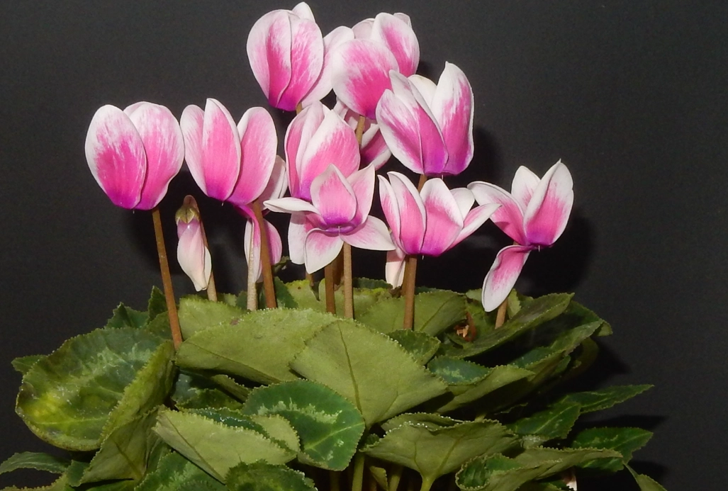 貓咪友善盆栽 貓咪友善盆栽