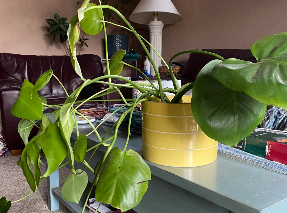 植物葉片下垂原因