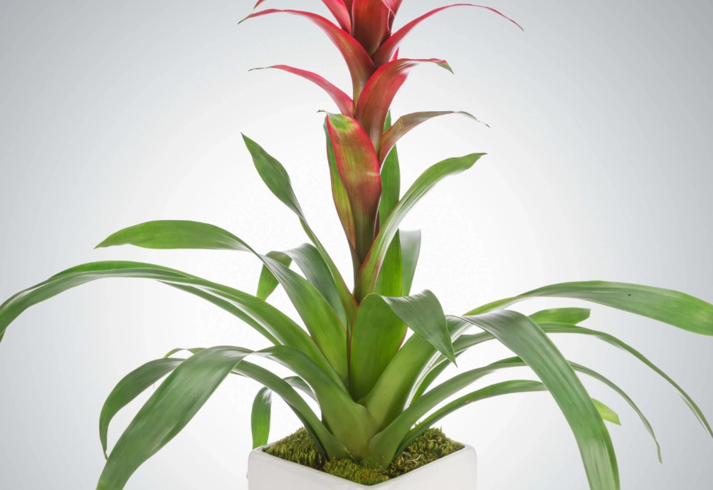 盆栽鳳梨花養護 盆栽鳳梨花養護