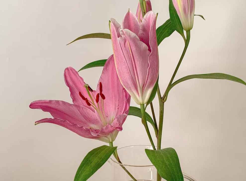 貓咪聞到百合花處理 貓咪聞到百合花處理