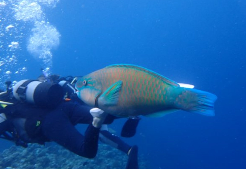 夢見魚咬我 解析 夢見魚咬我 解析