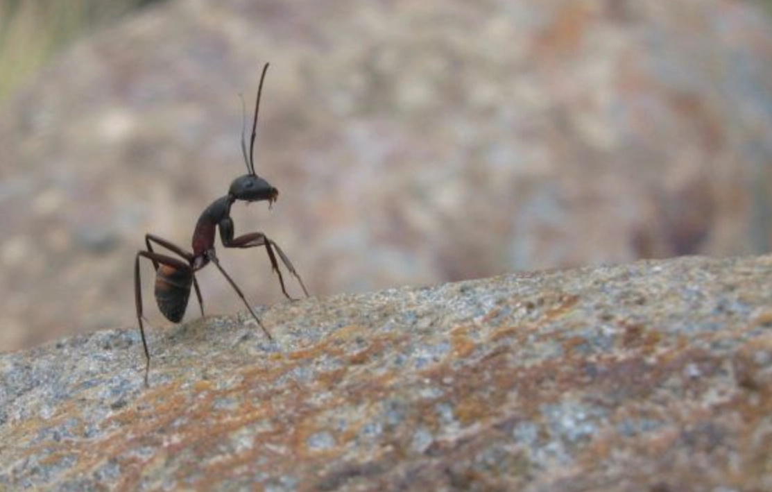 夢見用水沖螞蟻 意思