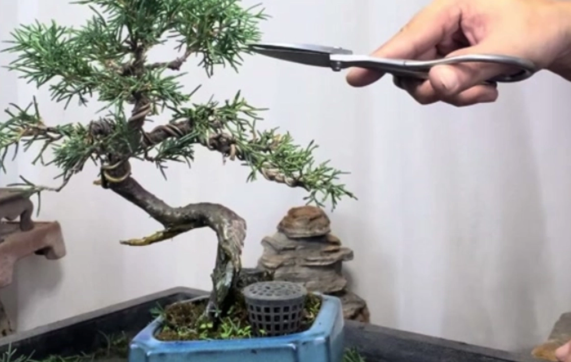 真柏修剪技巧 真柏修剪技巧