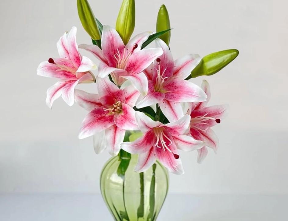 貓咪聞到百合花處理