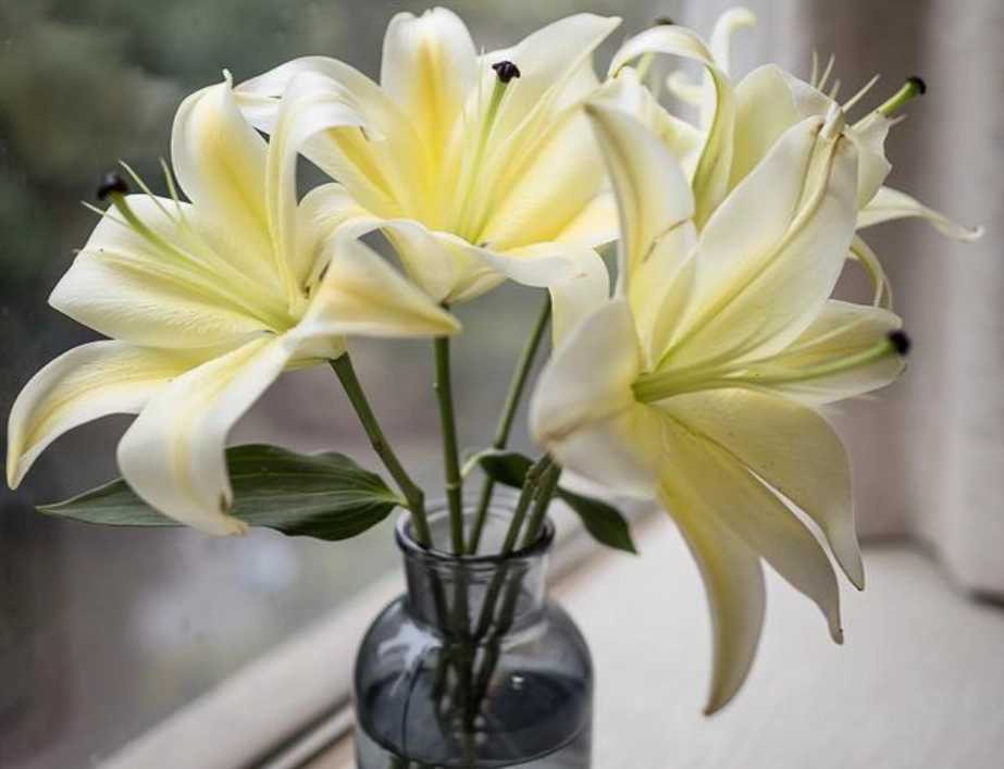 百合花對貓有毒