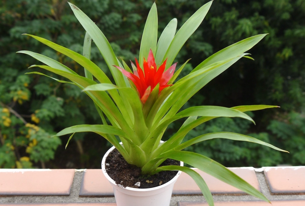 鳳梨花盆栽 鳳梨花盆栽