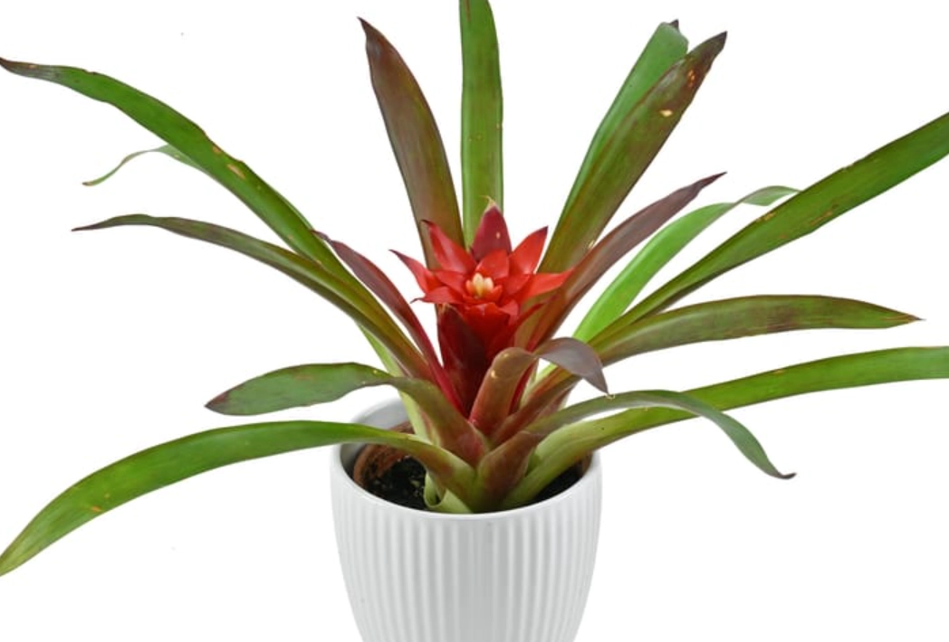 盆栽鳳梨花養護 盆栽鳳梨花養護