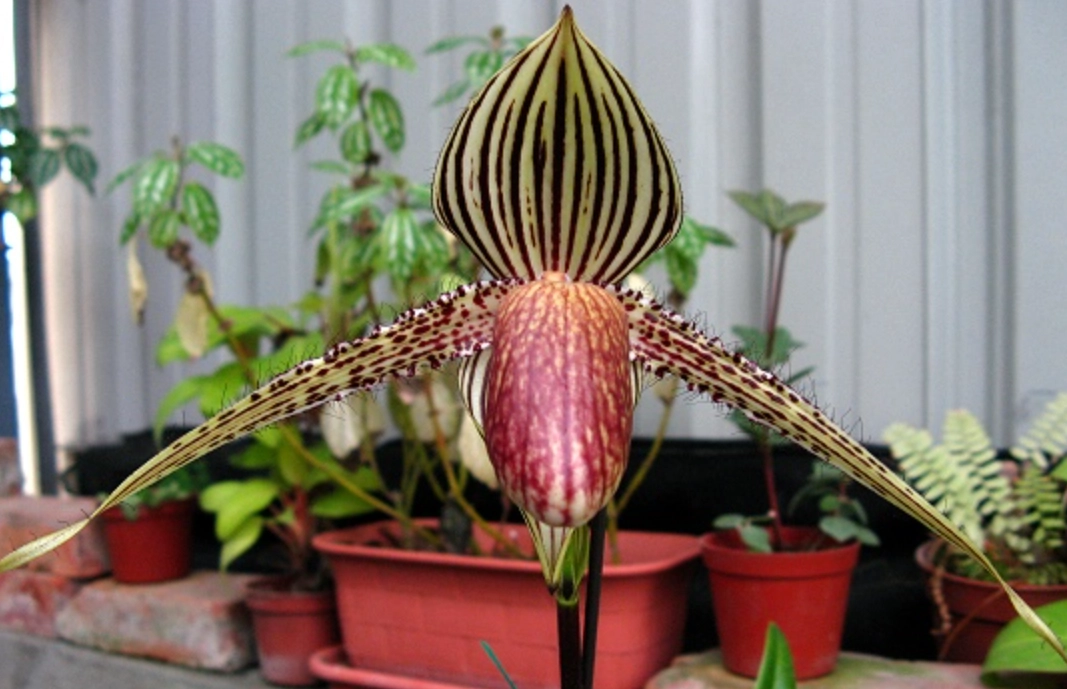 拖鞋蘭照顧 拖鞋蘭照顧