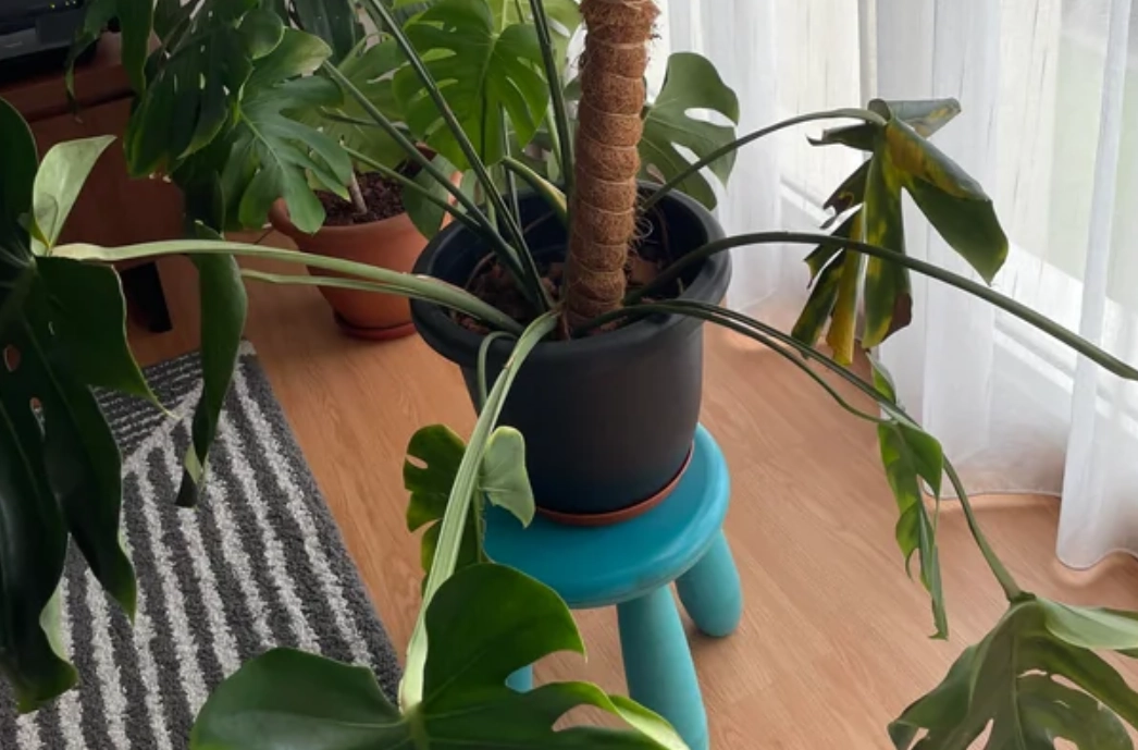 龜背芋葉子下垂