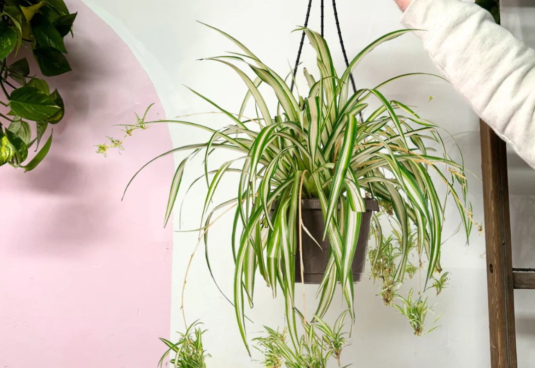 貓咪安全植物 貓咪安全植物