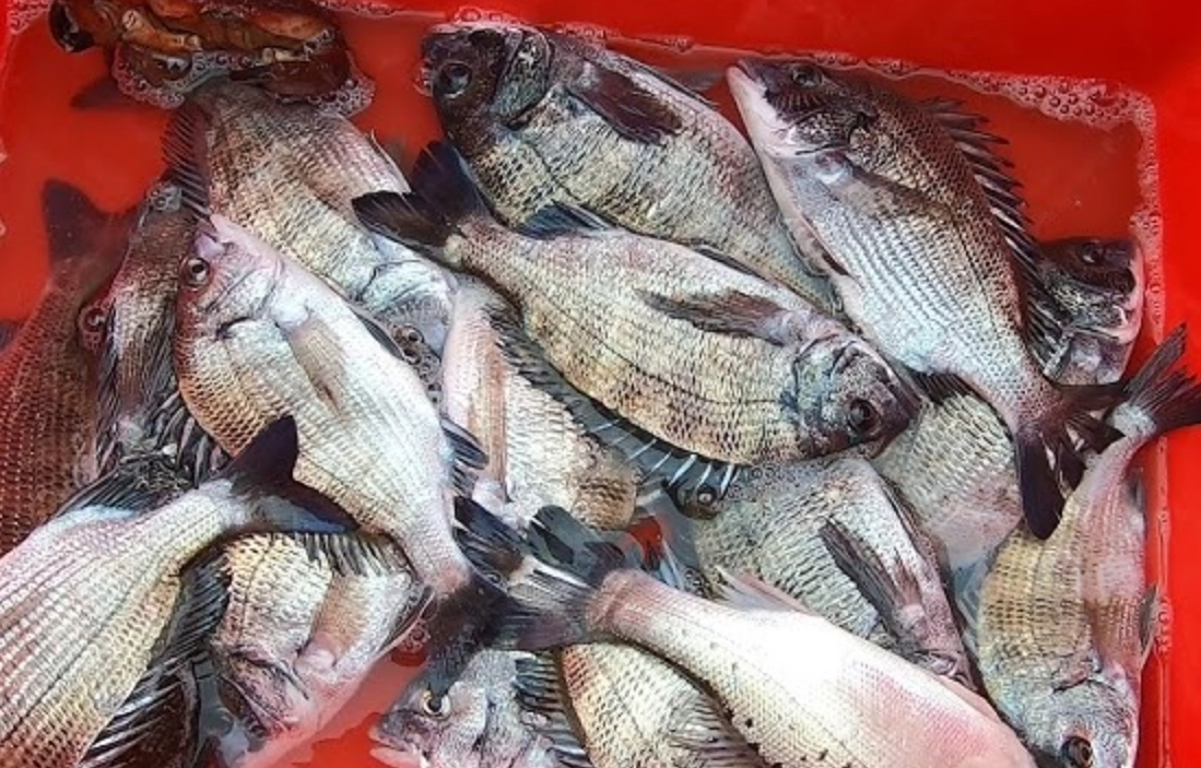 夢見抓到很多魚 解夢