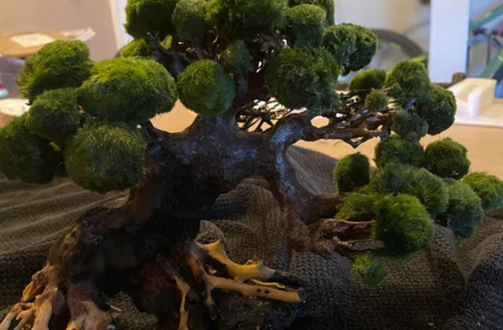 台灣盆景入門 台灣盆景入門