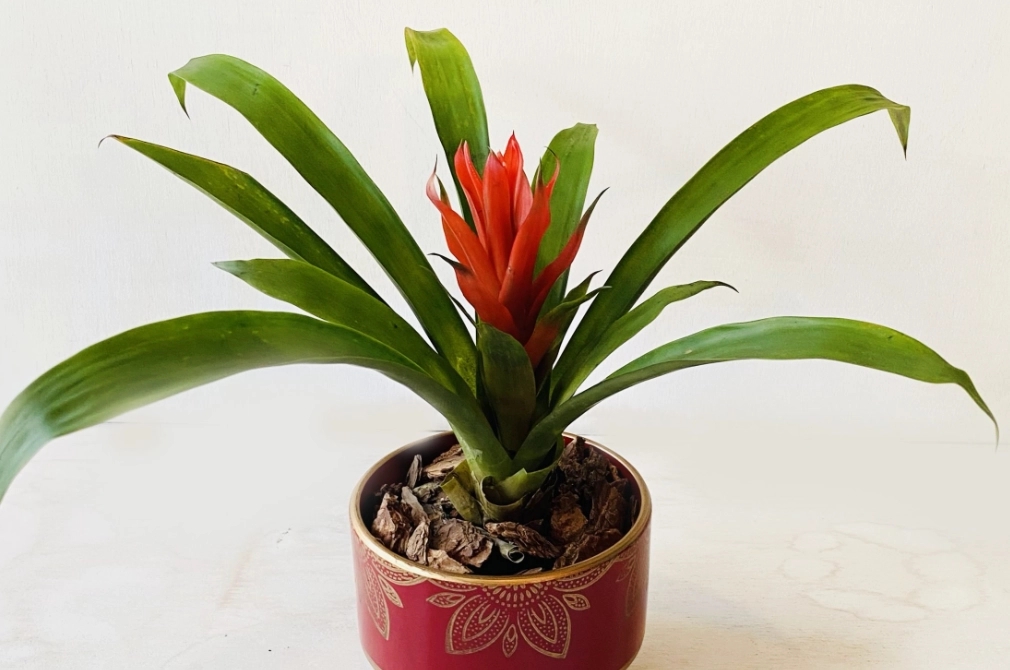 鳳梨花照顧 鳳梨花照顧