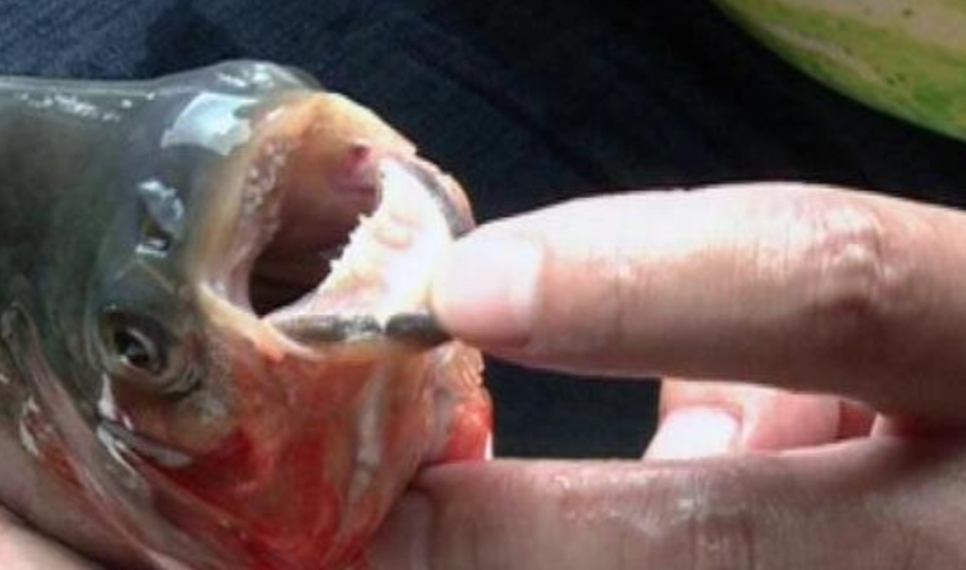 解夢 魚咬 解夢 魚咬