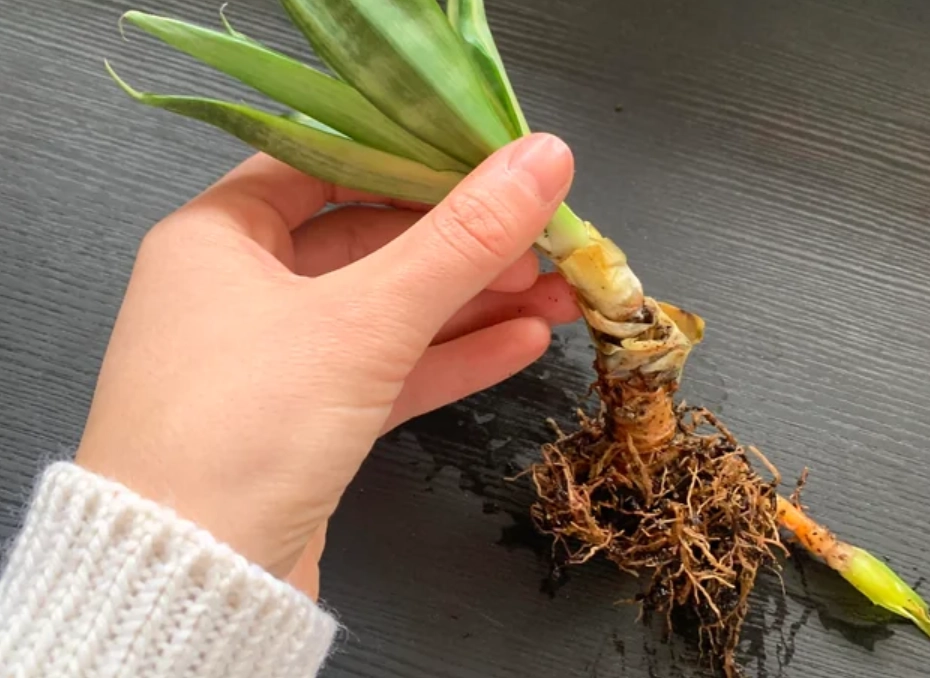 虎尾蘭爛根處理