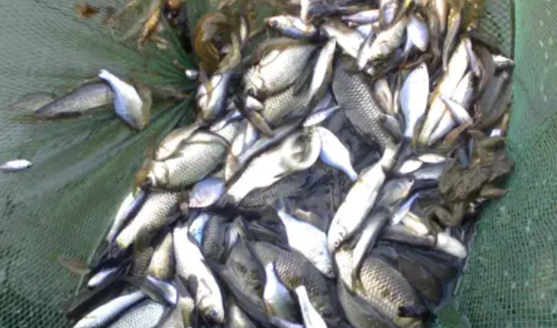 抓魚 夢境 解析