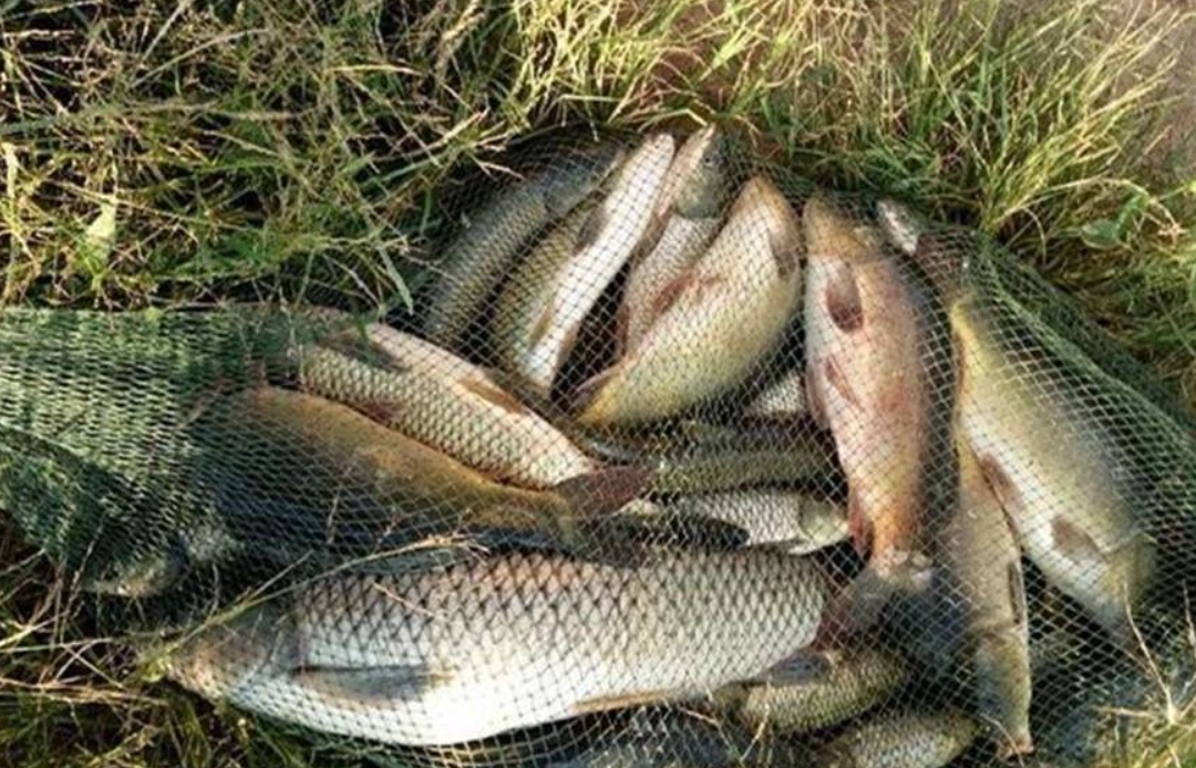 夢見抓到很多魚 解夢