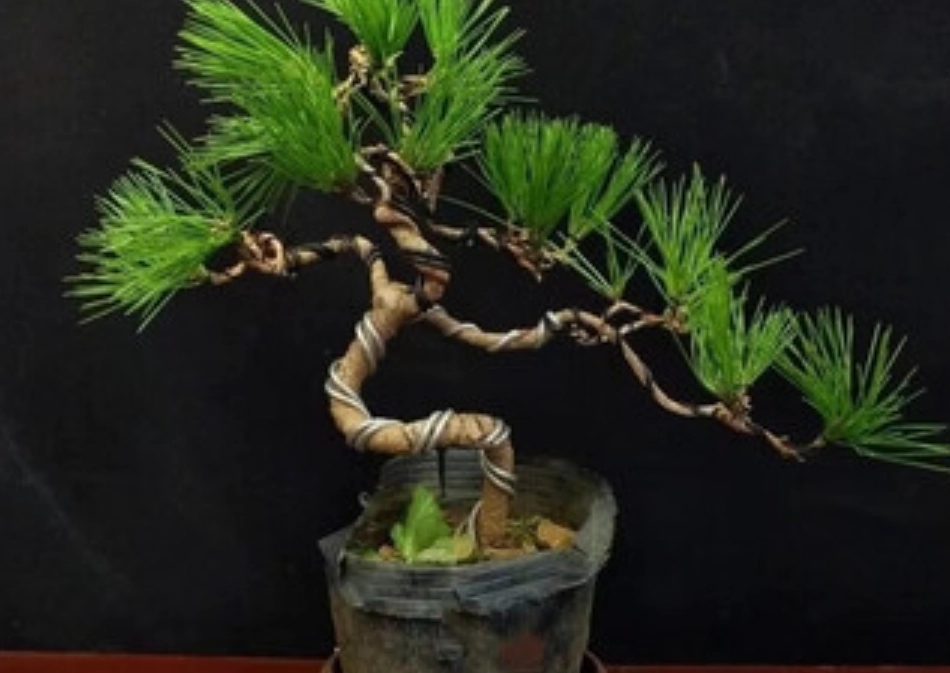 盆景製作教學 盆景製作教學