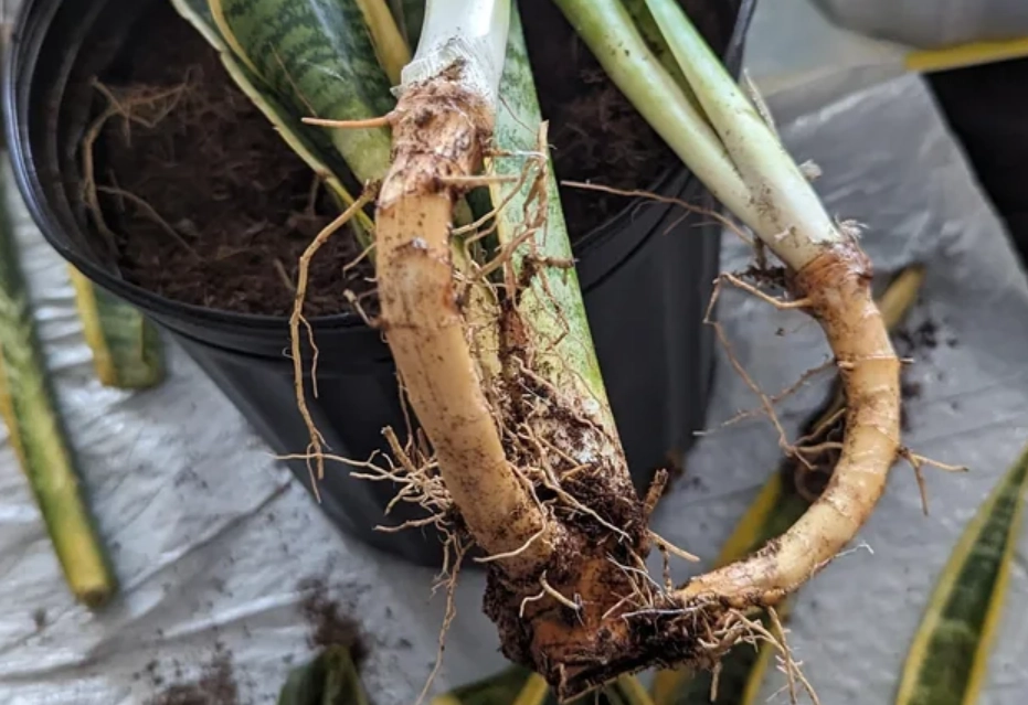 虎尾蘭爛根症狀