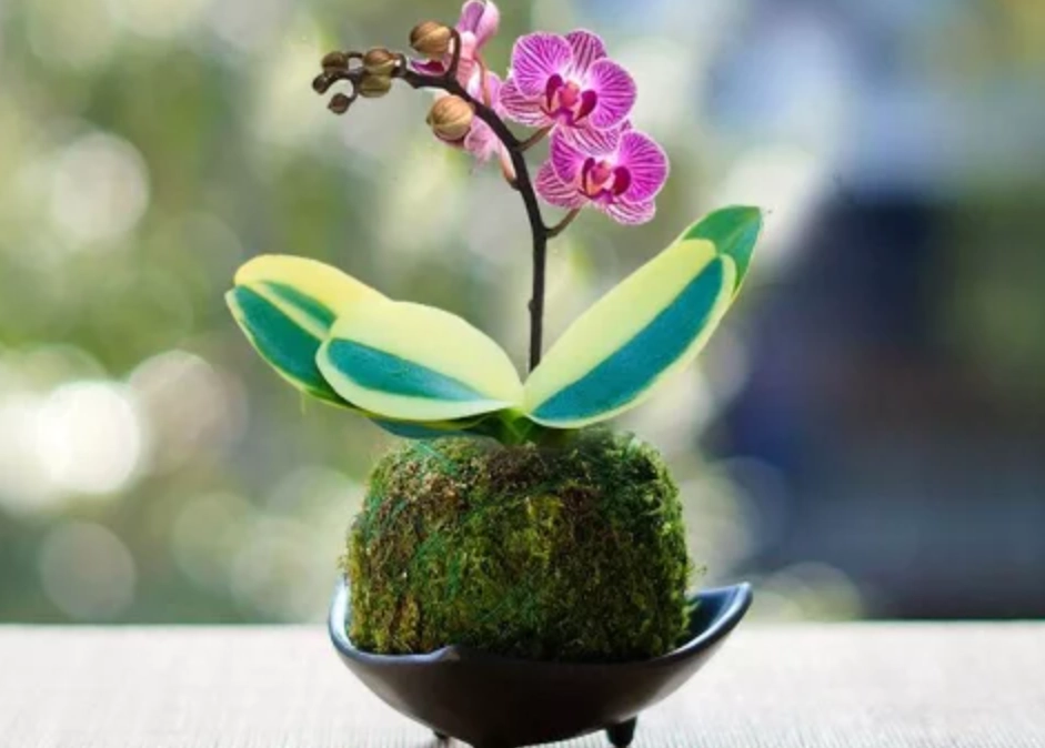 接水盤選購 接水盤選購