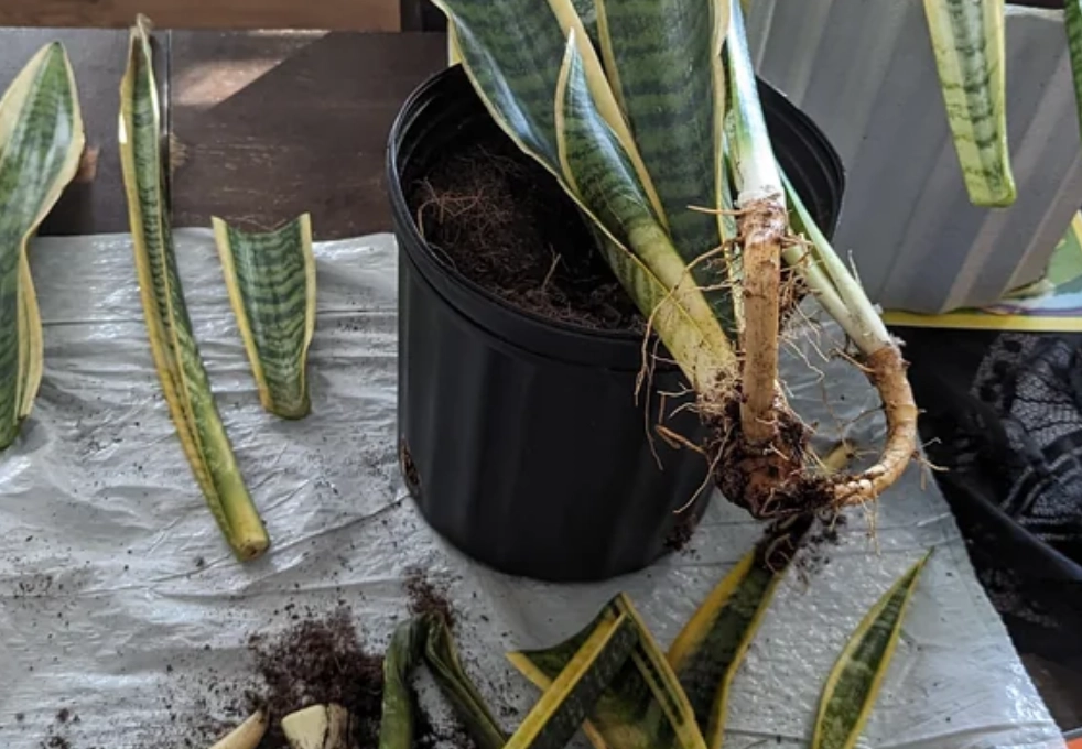 虎尾蘭爛根症狀