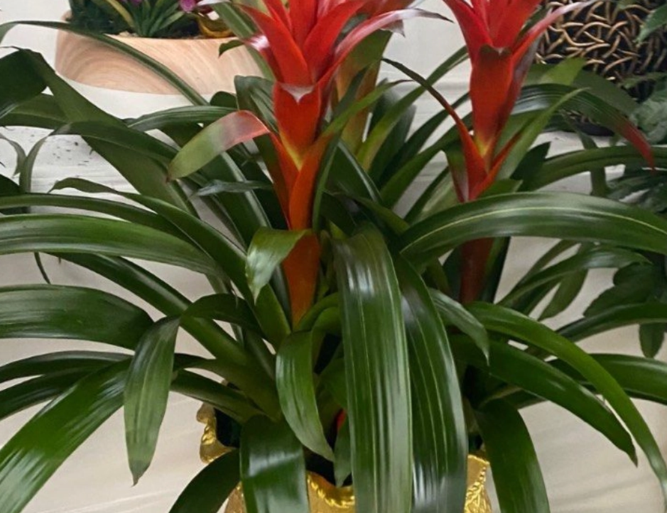 鳳梨花照顧 鳳梨花照顧