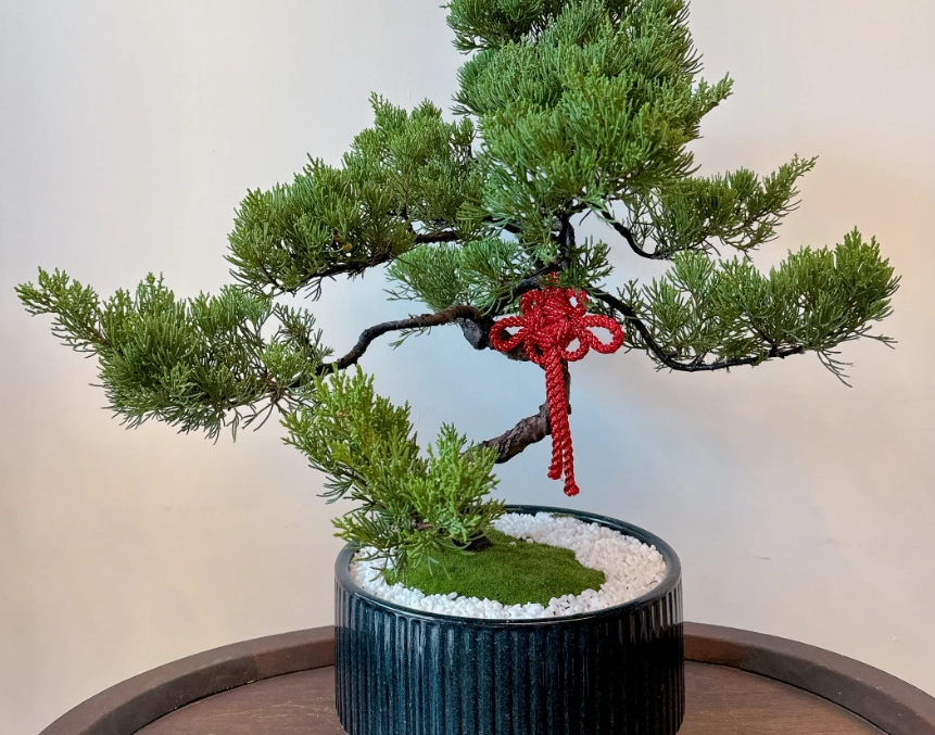 真柏盆栽養護 真柏盆栽養護