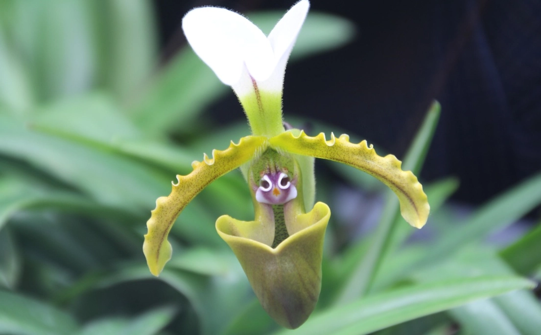 拖鞋蘭澆水 拖鞋蘭澆水