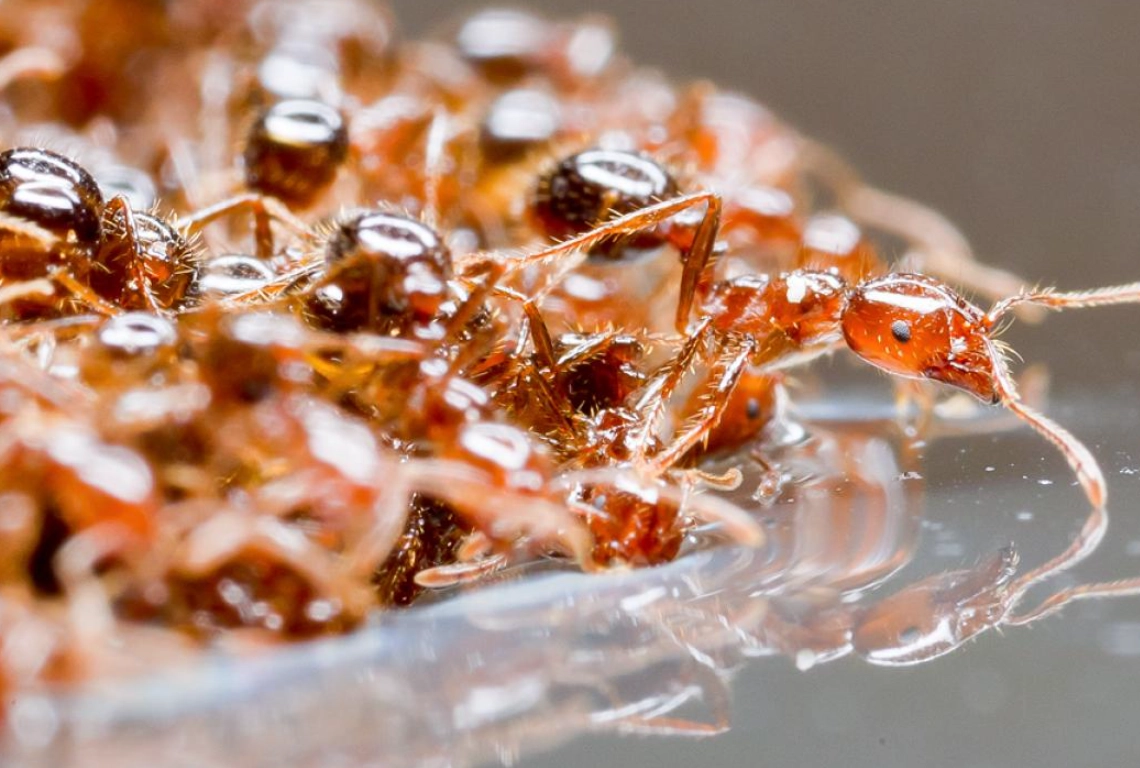 夢見用水沖螞蟻 意思