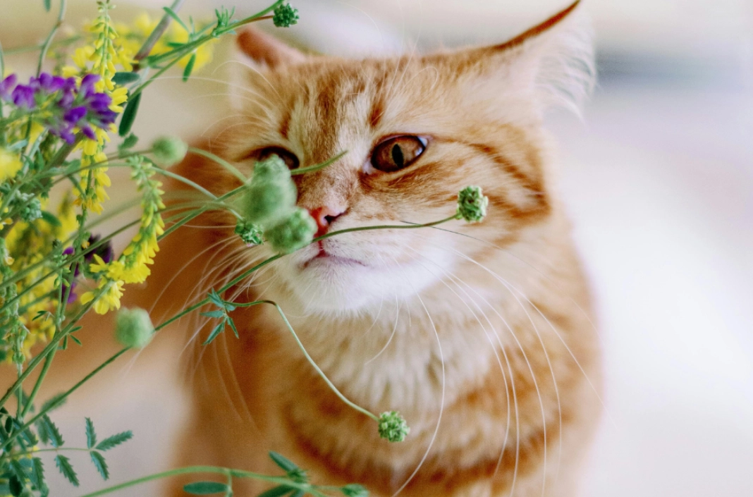 貓咪安全植物 貓咪安全植物