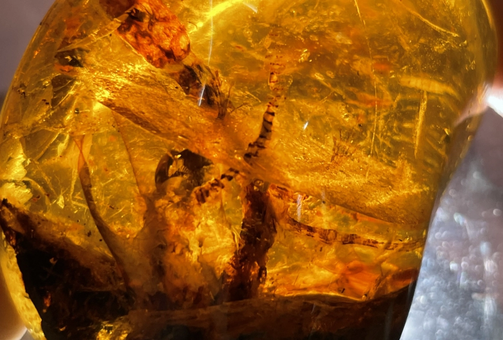 琥珀收藏技巧 琥珀收藏技巧